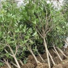 兰州蓝森苗木种植中心 绿色梦想的摇篮