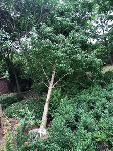 湖南精品水杉苗木种植全攻略 从选苗到成林的技术指南