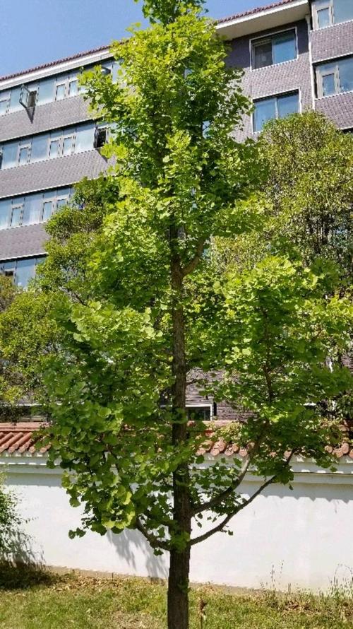 种植银杏树,需要注意什么?
