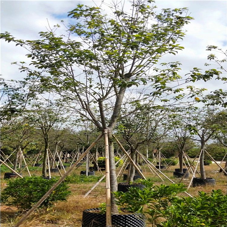 湖北基地种植山樱花 台湾牡丹樱 大红樱花